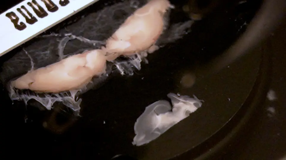 Horizontal Hippocampal Slices of the Mouse Brain