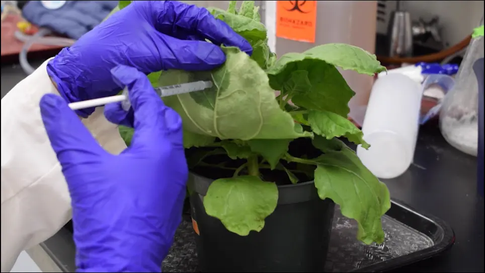 Production of IgG Fusion Proteins Transiently Expressed in <em>Nicotiana benthamiana</em>