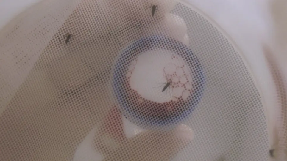Feeding and Quantifying Animal-Derived Blood and Artificial Meals in <em>Aedes aegypti</em> Mosquitoes