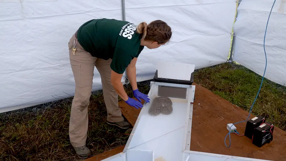 Using Enclosed Y-Mazes to Assess Chemosensory Behavior in Reptiles