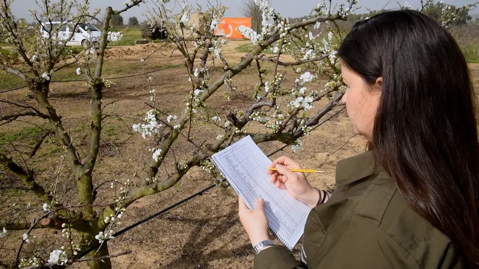 Establishing Pollination Requirements in Japanese Plum by Phenological Monitoring, Hand Pollinations, Fluorescence Microscopy and Molecular Genotyping