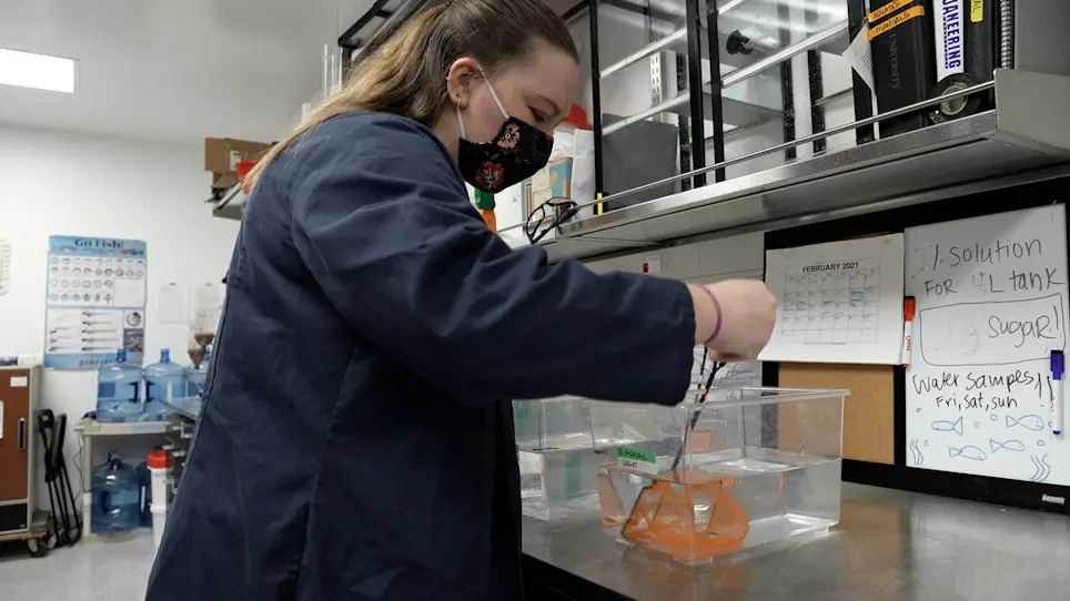 Alternate Immersion in Glucose to Produce Prolonged Hyperglycemia in Zebrafish