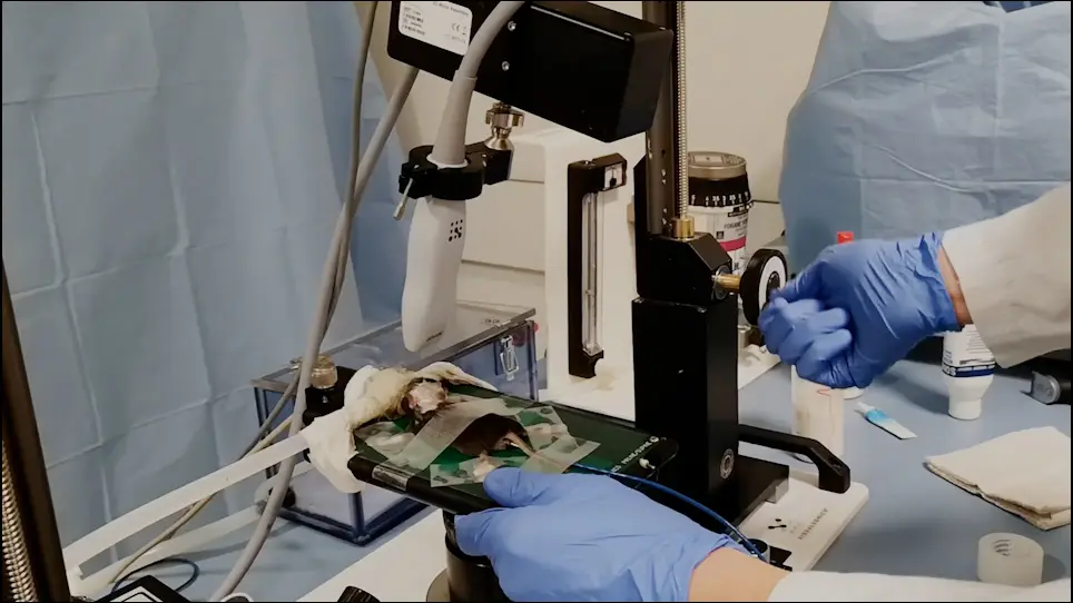 Analysis of Cerebral Vasospasm in a Murine Model of Subarachnoid Hemorrhage with High Frequency Transcranial Duplex Ultrasound