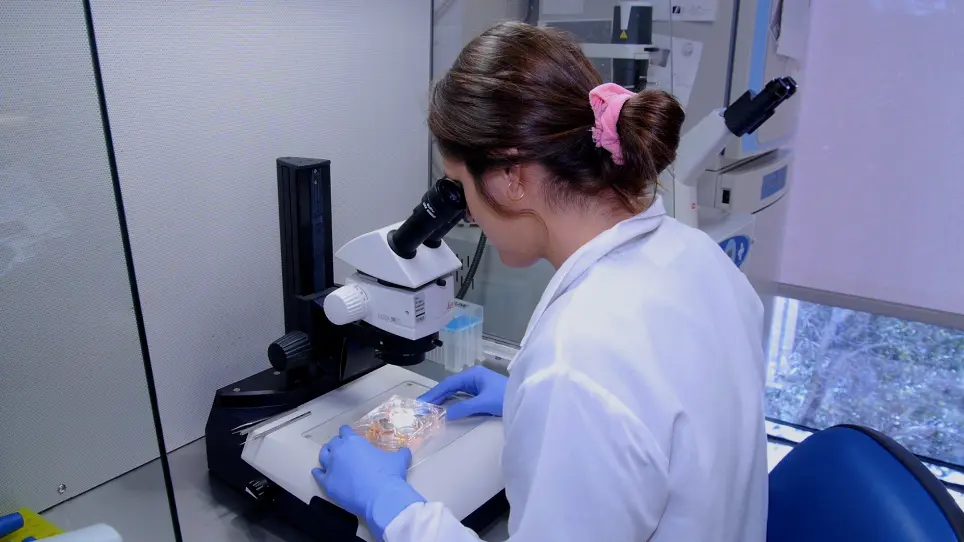 Toxicity Screens in Human Retinal Organoids for Pharmaceutical Discovery