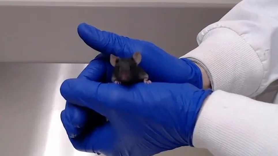 Handling Techniques to Reduce Stress in Mice