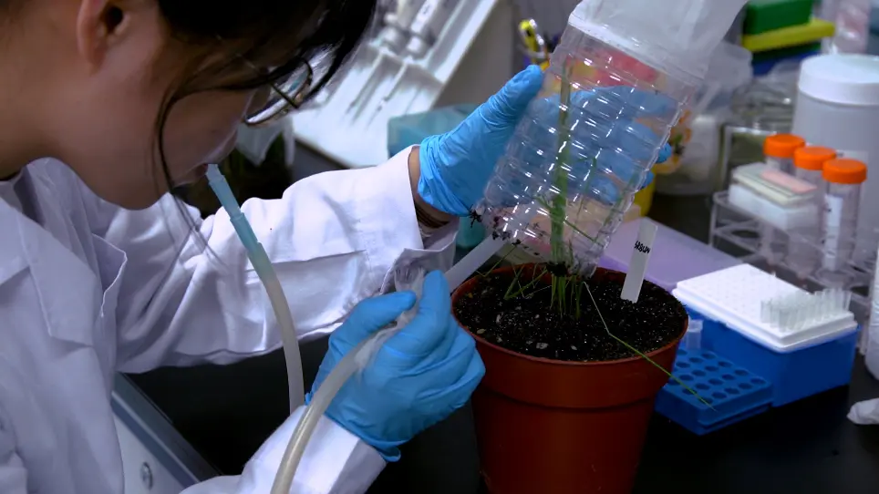 Immunofluorescent Labeling of Plant Virus and Insect Vector Proteins in Hemipteran Guts