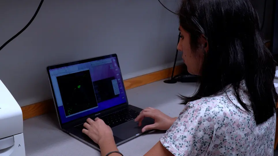 Imaging Dendritic Spines in <em>Caenorhabditis elegans</em>