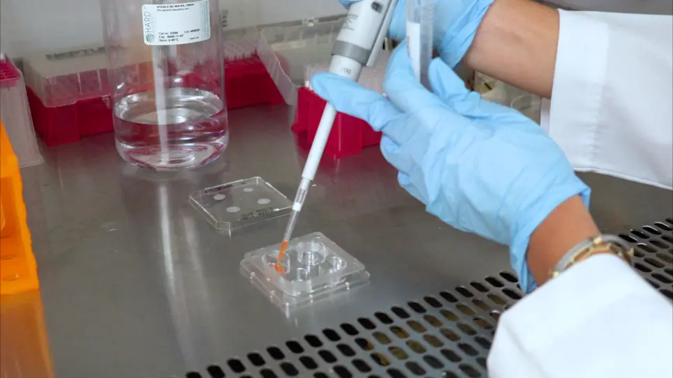 An Optimized O9-1/Hydrogel System for Studying Mechanical Signals in Neural Crest Cells