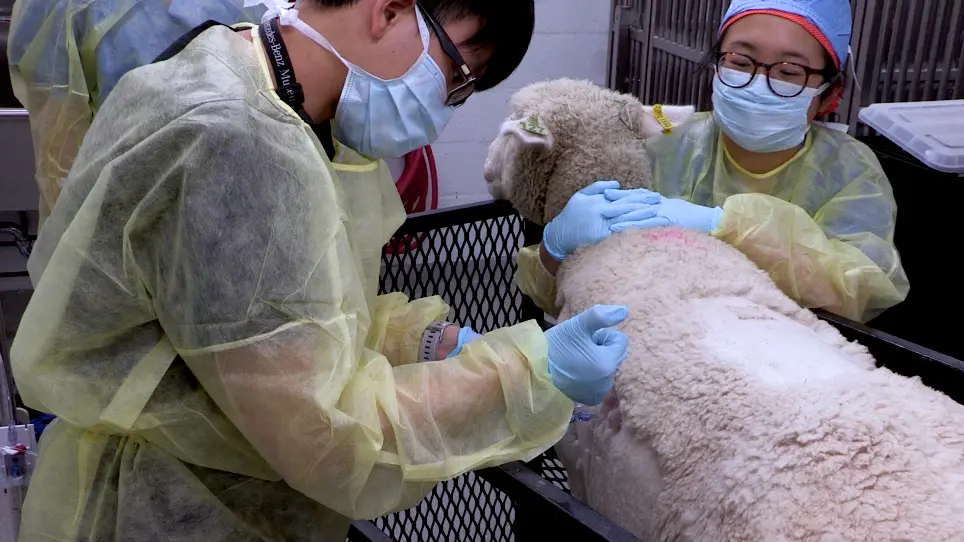 A Large Animal Model for Pulmonary Hypertension and Right Ventricular Failure: Left Pulmonary Artery Ligation and Progressive Main Pulmonary Artery Banding in Sheep