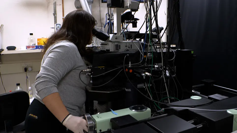 Longitudinal Intravital Imaging Through Clear Silicone Windows