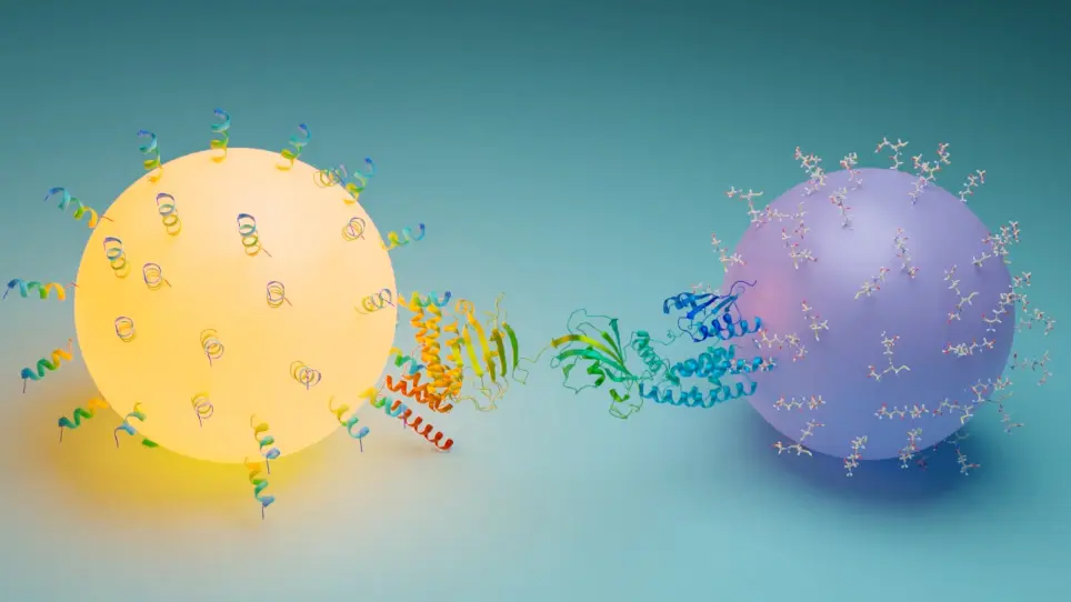 Studies of Chaperone-Cochaperone Interactions using Homogenous Bead-Based Assay