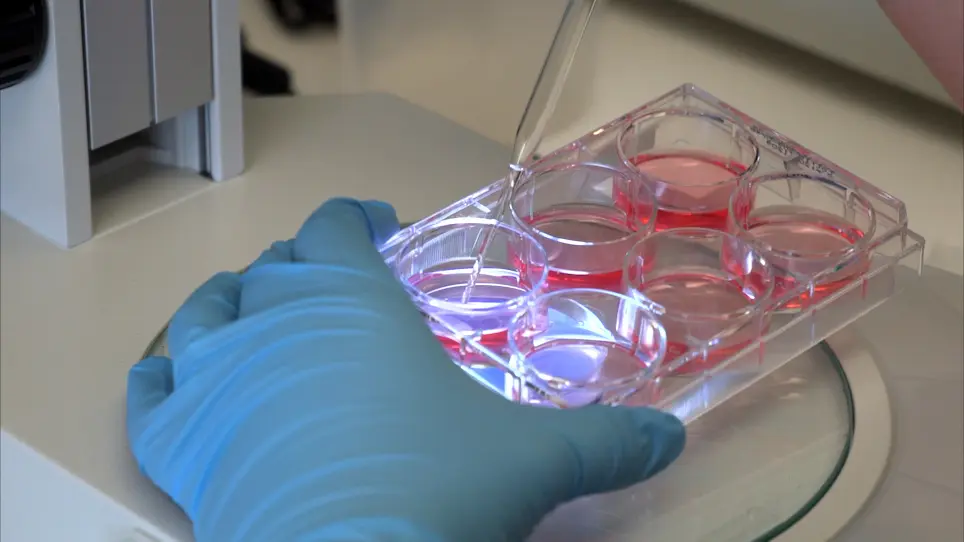 Generation of Na&#239;ve Blastoderm Explants from Zebrafish Embryos
