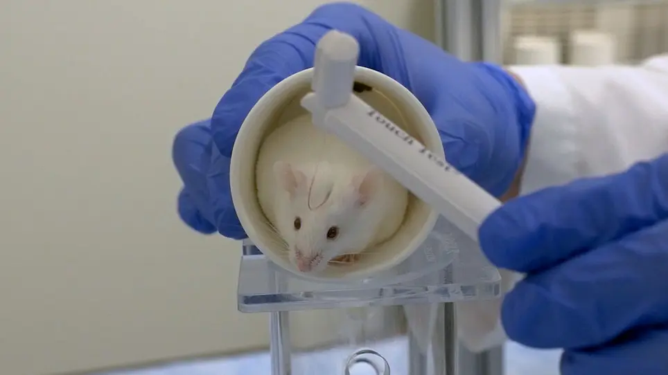 Dural Stimulation and Periorbital von Frey Testing in Mice As a Preclinical Model of Headache