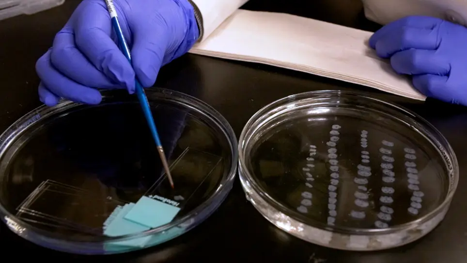 Free-floating Immunostaining of Mouse Brains