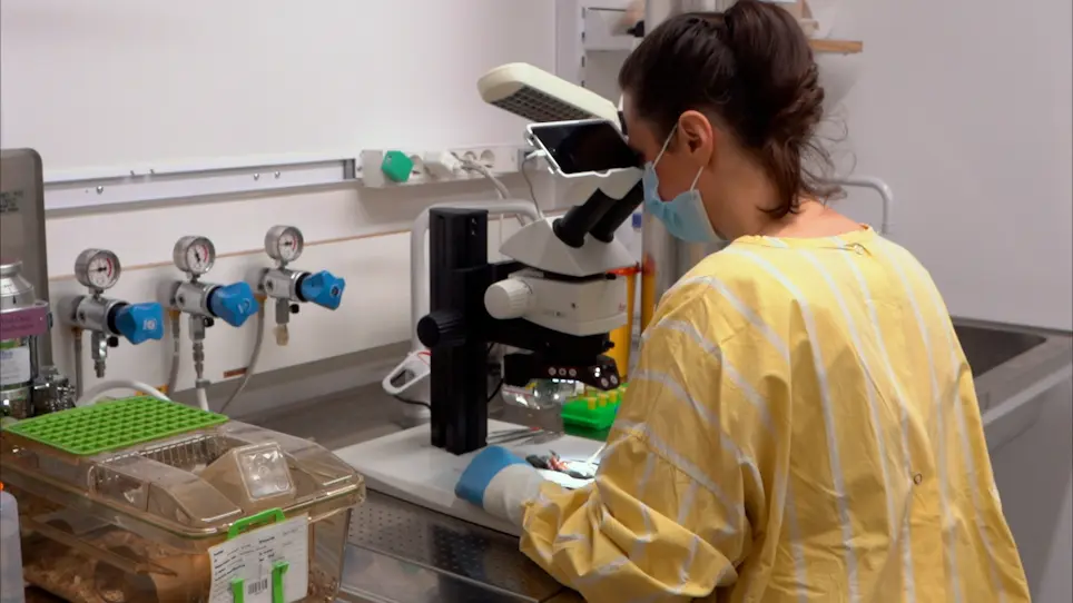 DUCT: Double Resin Casting followed by Micro-Computed Tomography for 3D Liver Analysis