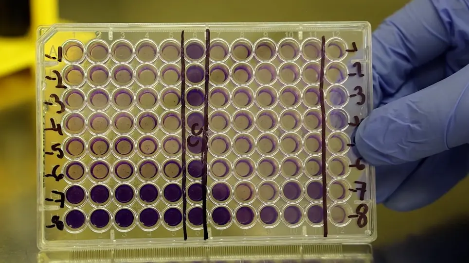 Use of Crystal Violet to Improve Visual Cytopathic Effect-based Reading for Viral Titration using TCID50 Assays