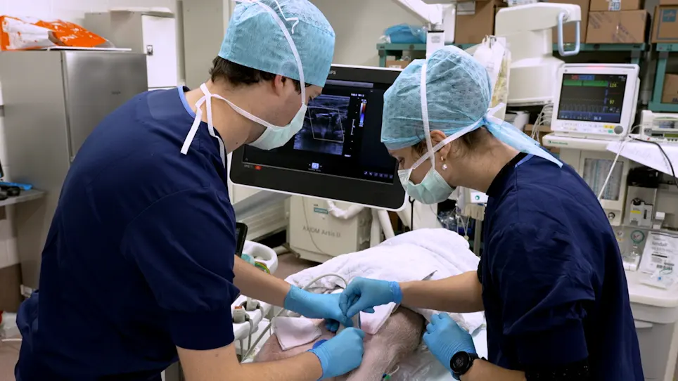 Sterile Pericarditis in Aachener Minipigs As a Model for Atrial Myopathy and Atrial Fibrillation