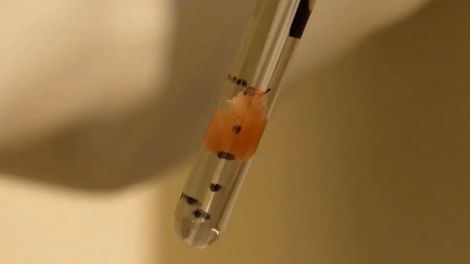 Investigating Cardiac Metabolism in the Isolated Perfused Mouse Heart with Hyperpolarized [1-<sup>13</sup>C]Pyruvate and <sup>13</sup>C/<sup>31</sup>P NMR Spectroscopy