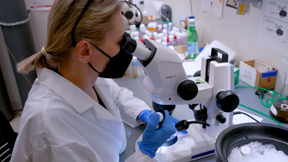 Neural Stem Cell Reactivation in Cultured <em>Drosophila</em> Brain Explants