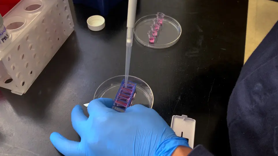 Modeling Paracrine Noncanonical Wnt Signaling <em>In Vitro</em>
