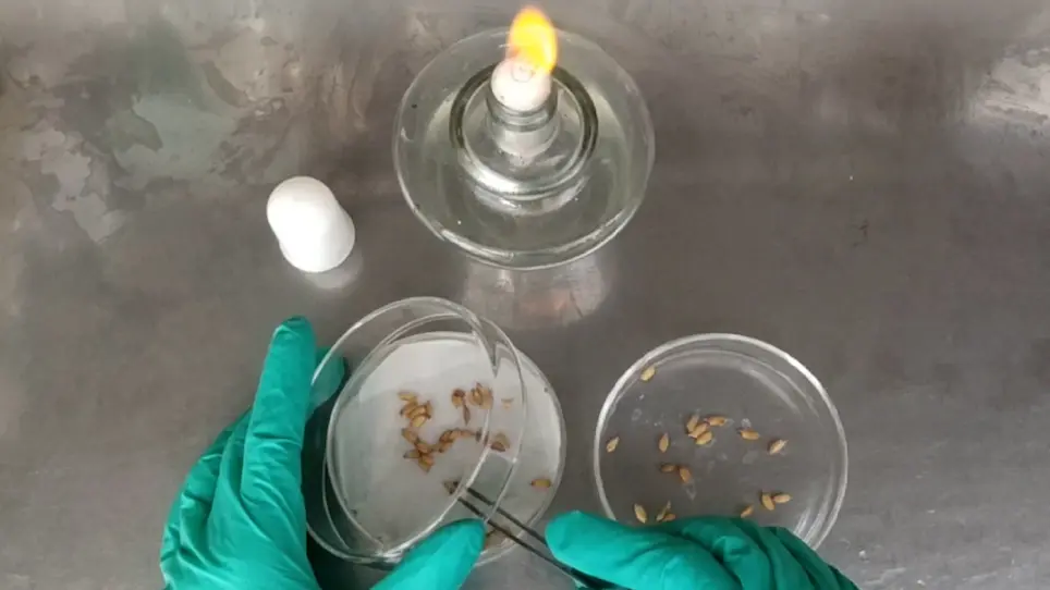 An Improved Chemotaxis Assay for the Rapid Identification of Rhizobacterial Chemoattractants in Root Exudates