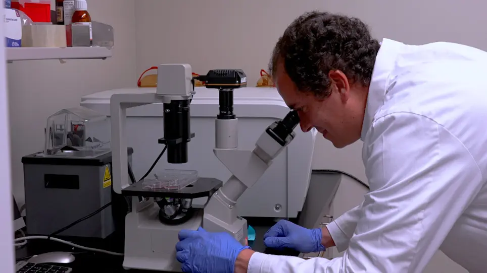 Characterization of Blood Outgrowth Endothelial Cells (BOEC) from Porcine Peripheral Blood