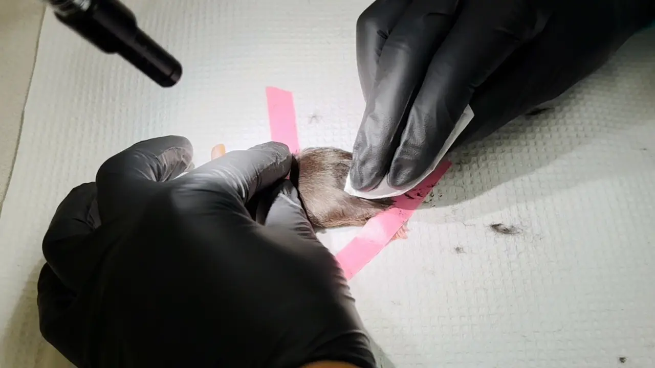 Modified Spared Nerve Injury Surgery Model of Neuropathic Pain in Mice