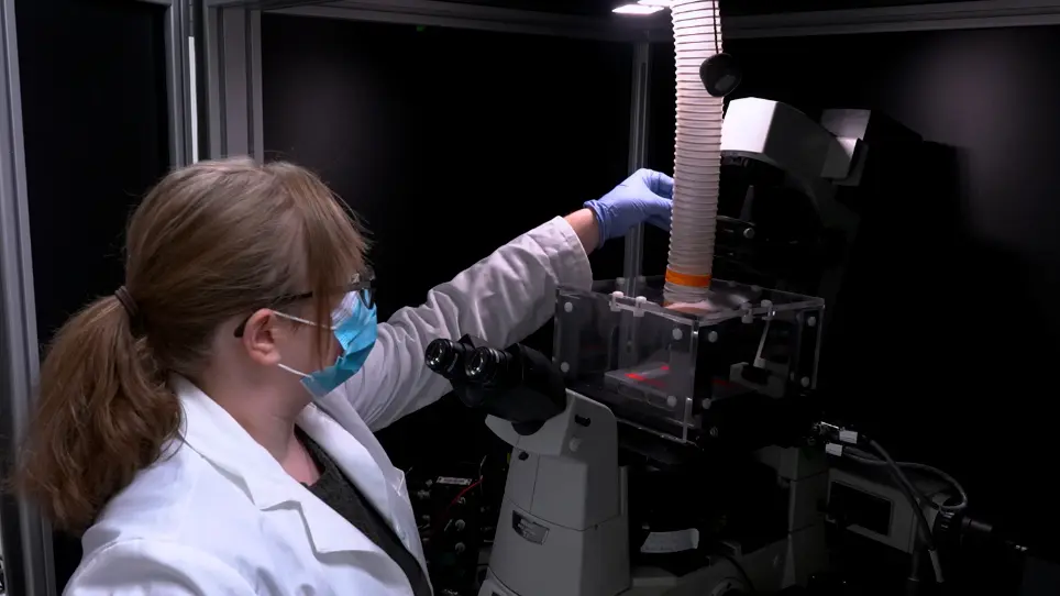 A Label-Free Segmentation Approach for Intravital Imaging of Mammary Tumor Microenvironment