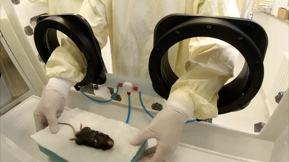 A Modified Surgical Technique for Kidney Transplantation in Mice