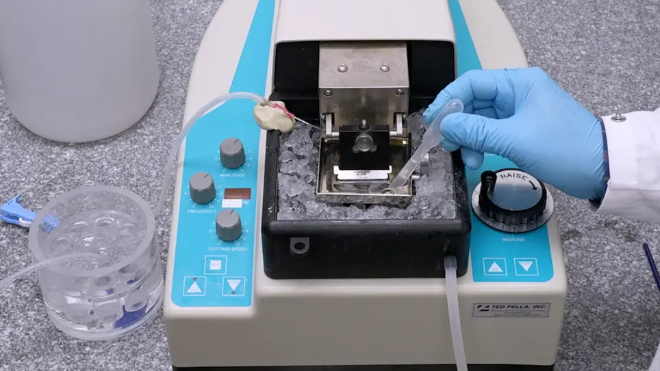 Slicing the Embryonic Chicken Auditory Brainstem to Evaluate Tonotopic Gradients and Microcircuits