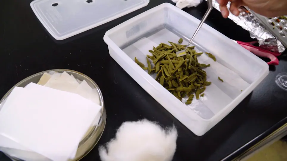 Mass-Rearing and Molecular Studies in Tortricidae Pest Insects
