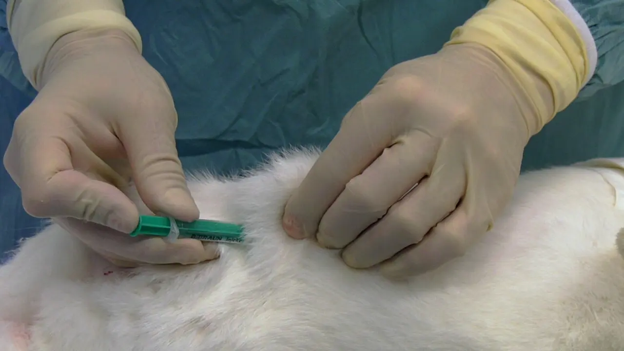Microsurgical Creation of Giant Bifurcation Aneurysms in Rabbits for the Evaluation of Endovascular Devices