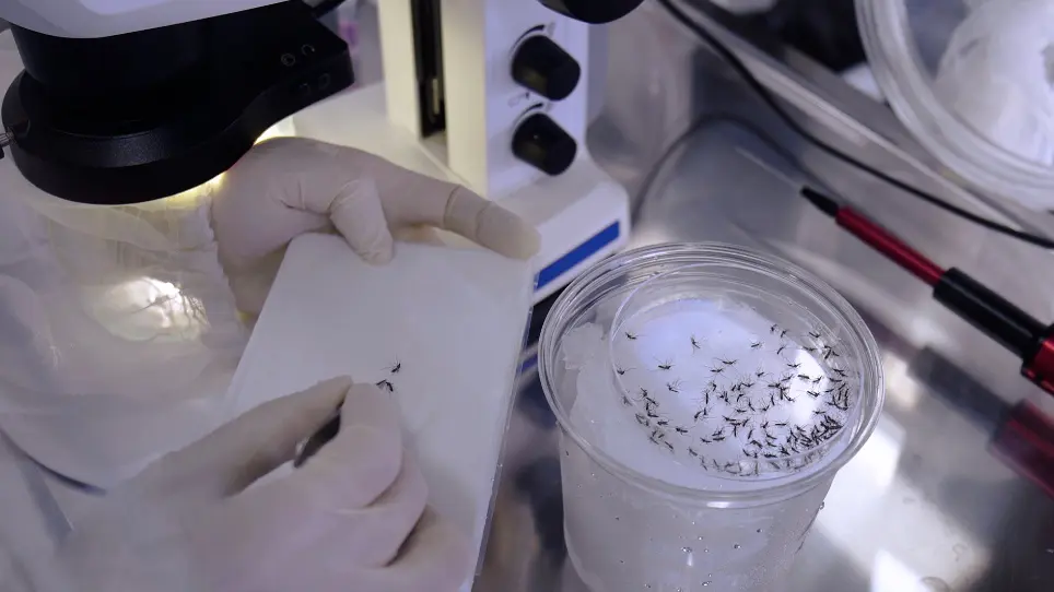 Experimental Viral Infection in Adult Mosquitoes by Oral Feeding and Microinjection