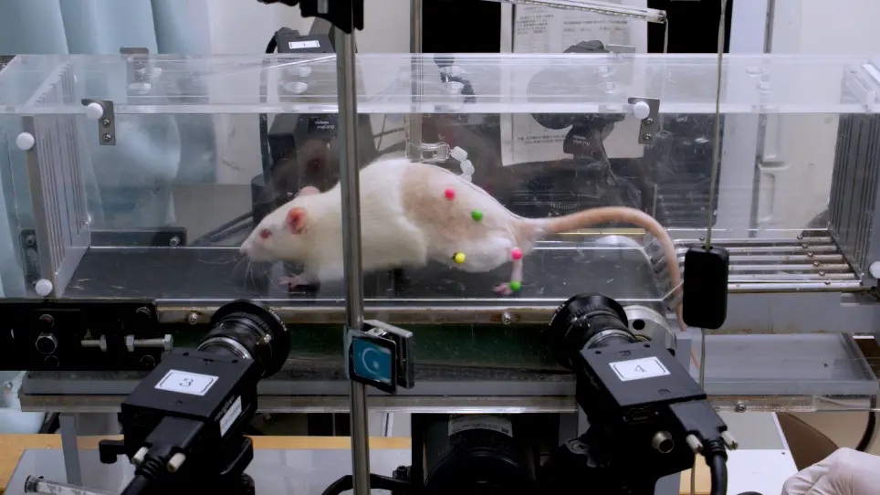 Comprehensive Understanding of Inactivity-Induced Gait Alteration in Rodents