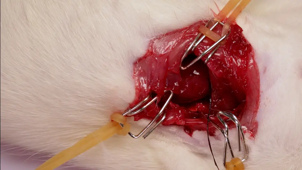 Left Anterior Descending Coronary Artery Ligation for Ischemia-Reperfusion Research: Model Improvement via Technical Modifications and Quality Control