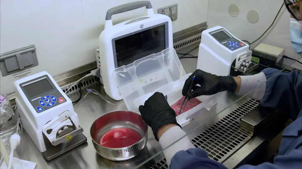 Procurement and Perfusion-Decellularization of Porcine Vascularized Flaps in a Customized Perfusion Bioreactor