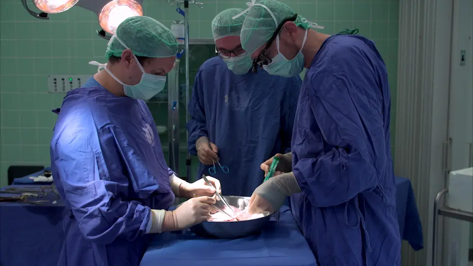 Porcine Liver Transplantation Without Veno-Venous Bypass As an Extended Criteria Donor Model