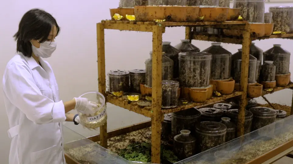 Collection and Long-Term Maintenance of Leaf-Cutting Ants (<em>Atta</em>) in Laboratory Conditions
