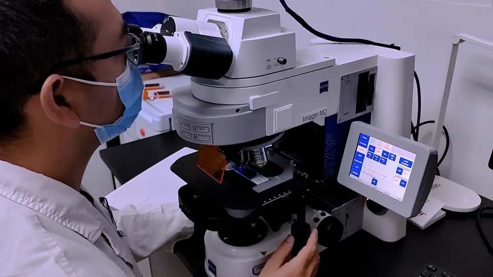 Organotypic Retinal Explant Cultures from Macaque Monkey