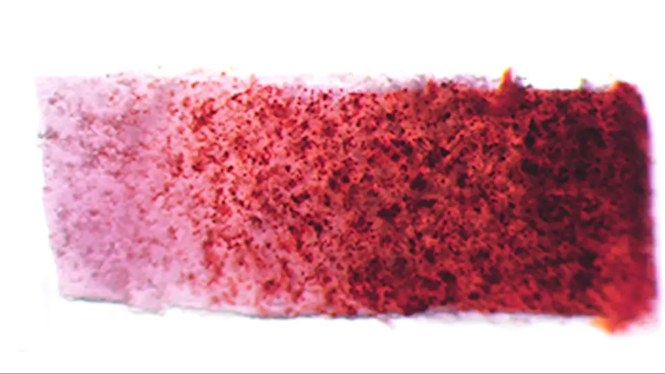 Creation of a Knee Joint-on-a-Chip for Modeling Joint Diseases and Testing Drugs