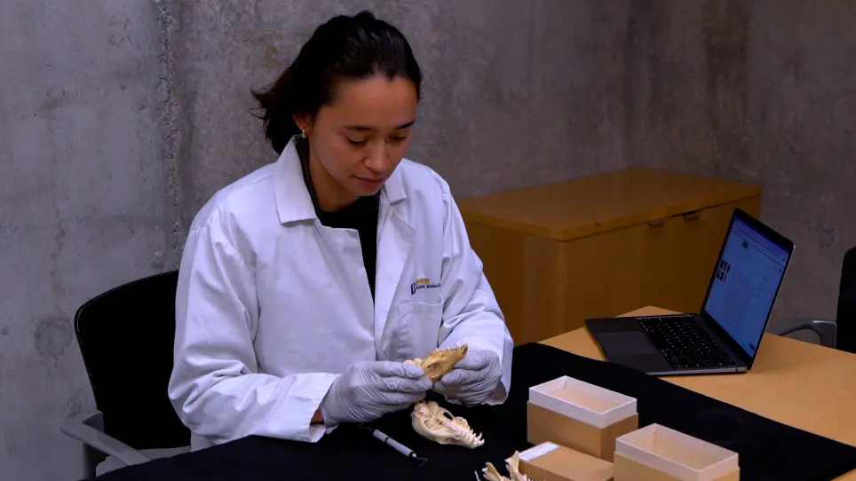 Systematic Assessment of Mammalian Skull Specimens for Dental and Temporomandibular Joint Pathology