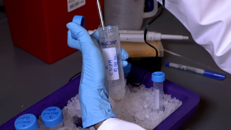 <em>In Vitro</em> Cleavage Assays using Purified Recombinant <em>Drosophila</em> Caspases for Substrate Screening