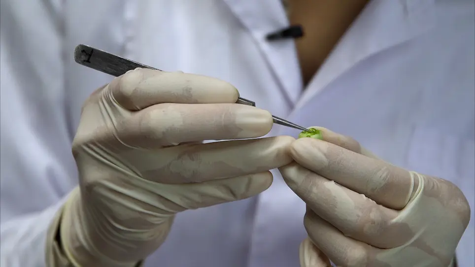 An Efficient Clearing Protocol for the Study of Seed Development in Tomato (<em>Solanum lycopersicum</em> L.)