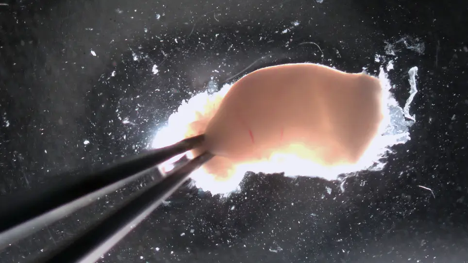 Establishing 3D Endometrial Organoids from the Mouse Uterus