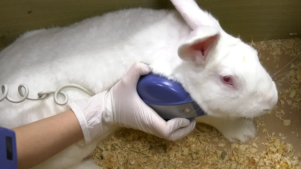Translational Rabbit Model of Chronic Cardiac Pacing