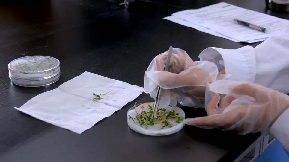 Analysis of Effect of Compound Salt Stress on Seed Germination and Salt Tolerance Analysis of Pepper (<em>Capsicum annuum</em> L.)