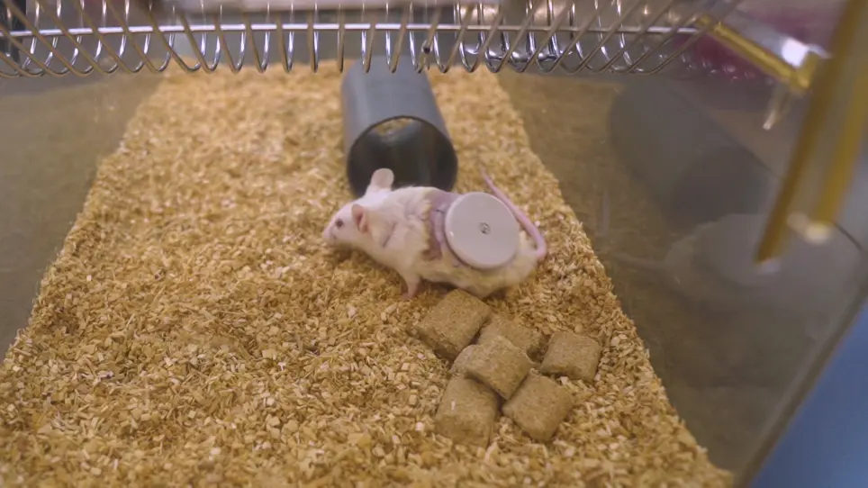 Simple Continuous Glucose Monitoring in Freely Moving Mice