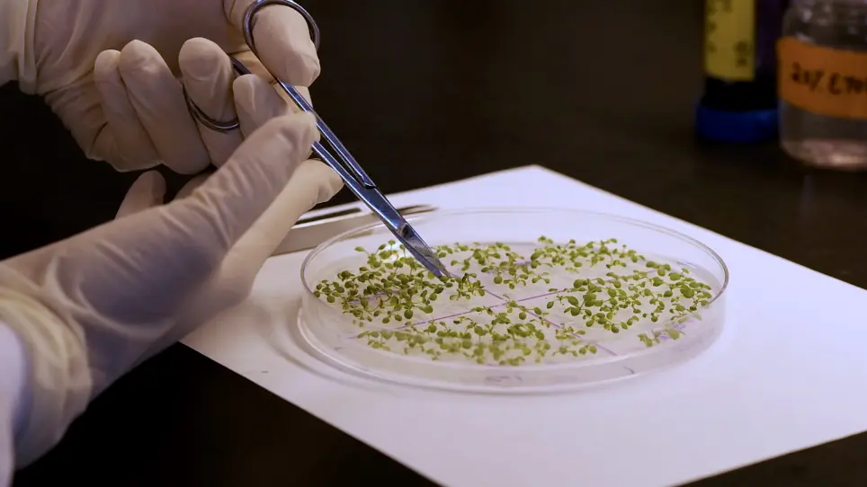 Identification of the Genes Involved in Stomatal Development <em>via</em> Epidermal Phenotype Scoring