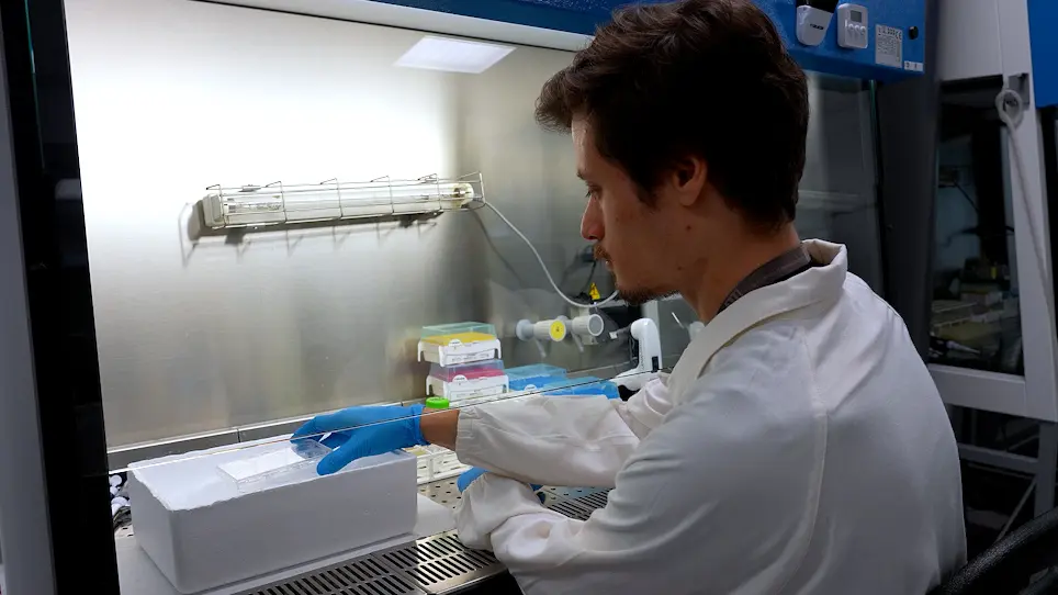 An Optimized Quantitative Pull-Down Analysis of RNA-Binding Proteins Using Short Biotinylated RNA