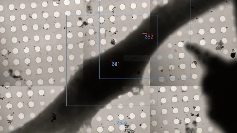 Visualization of Organelles <em>In Situ</em> by Cryo-STEM Tomography